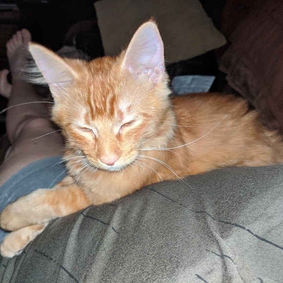 Lamp Cheap - Picture 2 of 8